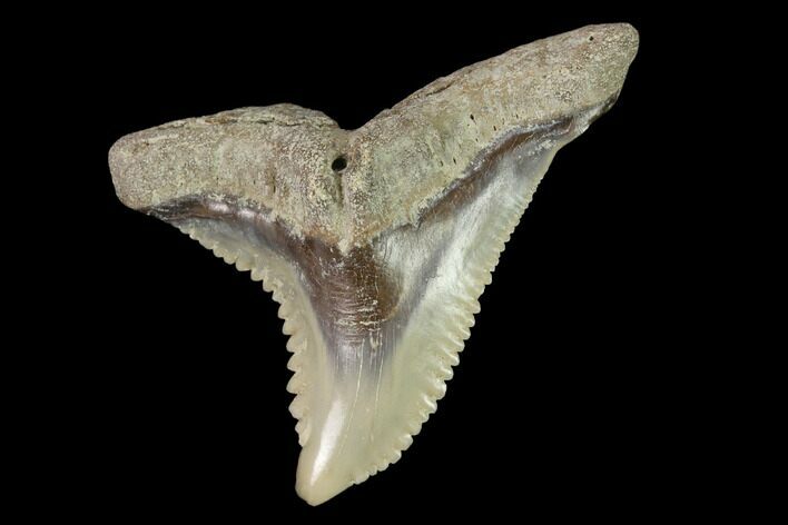 Snaggletooth Shark (Hemipristis) Tooth - Aurora, NC #143872